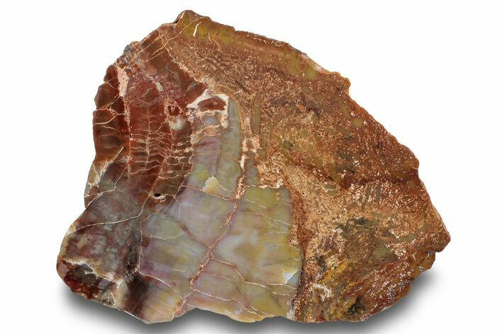 Polished, Petrified Wood (Araucarioxylon) - Arizona #244084